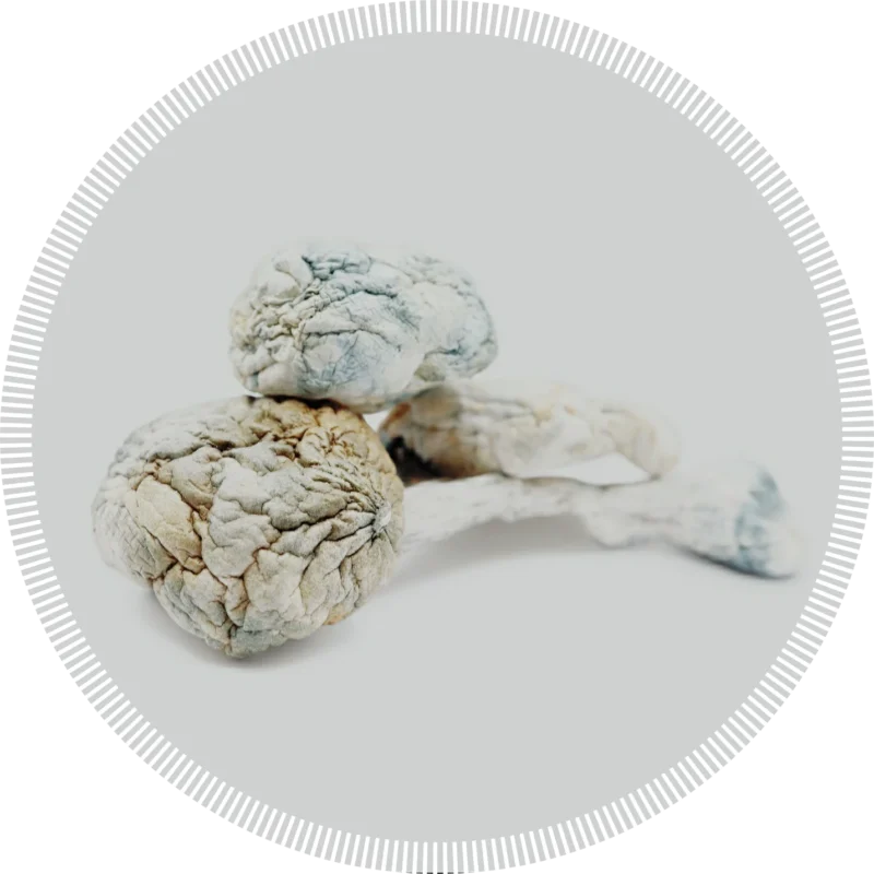 Yellow Umbo Magic Mushrooms