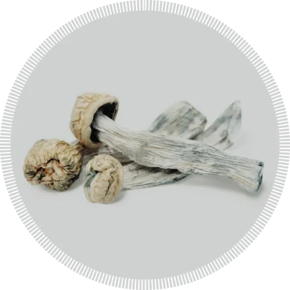 Yeti Magic Mushrooms